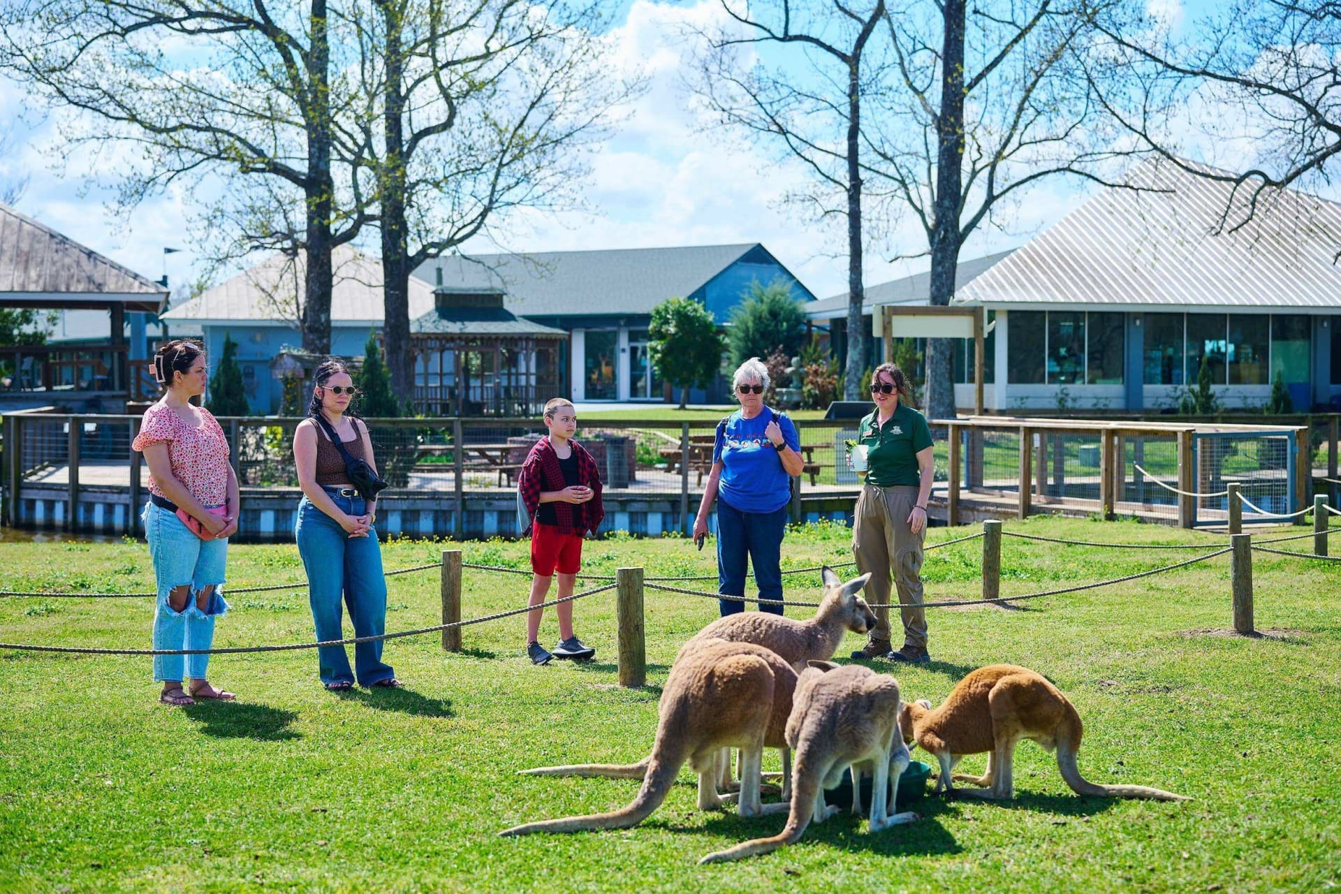 Kangaroo Walkabout Experience - main image